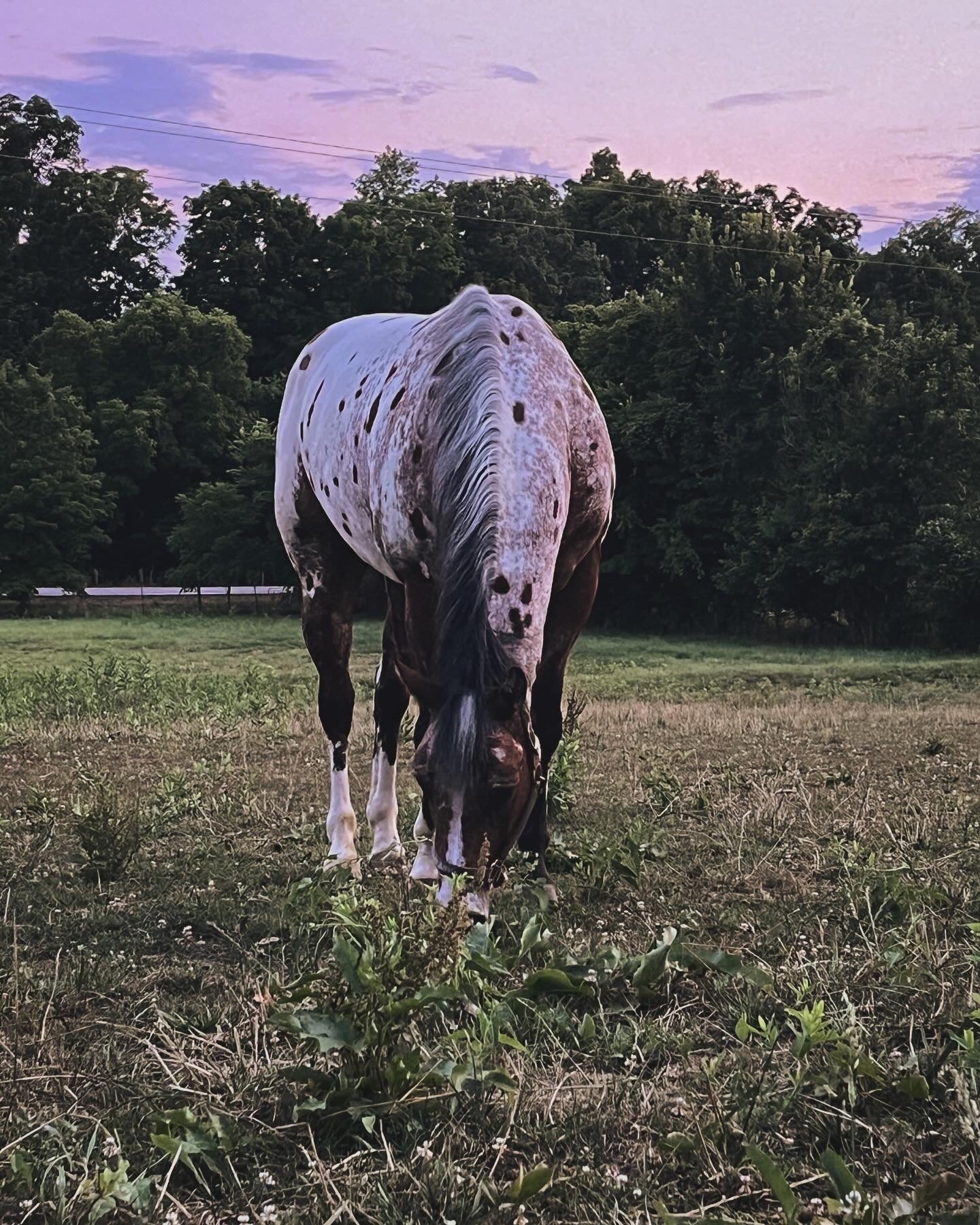 Appaloosa grazing in field